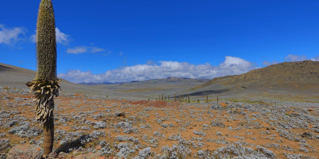 8 DAYS ADABA DODOLLA COMMUNITY TREKKING