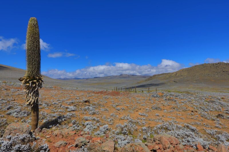 8 DAYS ADABA DODOLLA COMMUNITY TREKKING