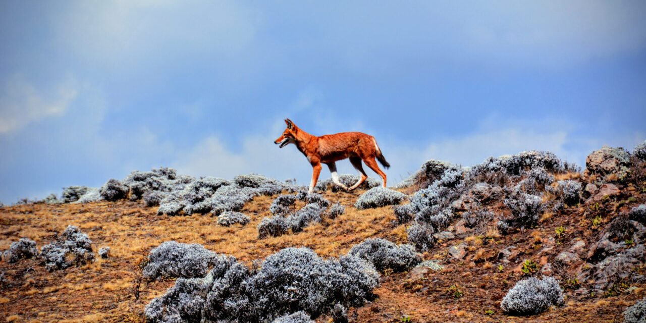 3 DAYS TREKKING BALE MOUNTAINS PARK
