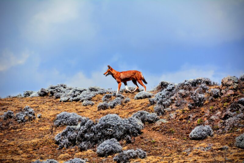 3 DAYS TREKKING BALE MOUNTAINS PARK