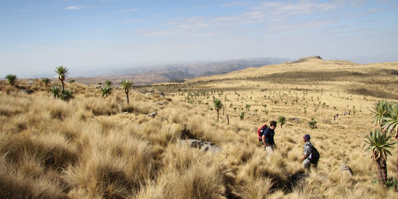 8 DAYS TREKKING TO SIMEN MOUNTAINS