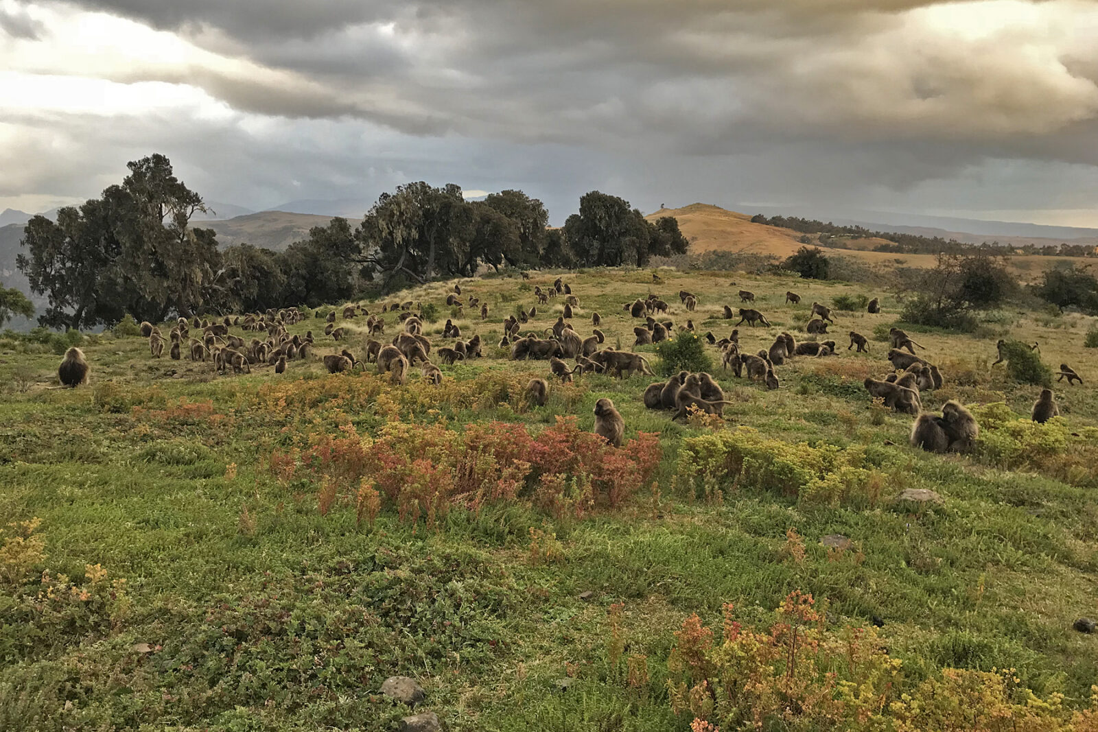 Simien Mountains National Park