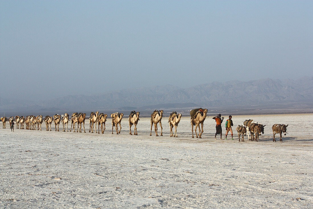 Äthiopien; Region Afar; Danakil Wüste; Kamelkarawane auf dem Weg zu den Salzpfannen am Karum See