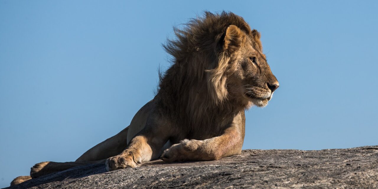 Black lions Ethiopia